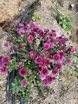 紫色菊花