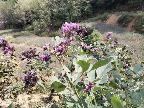 盛開的胡枝子花
