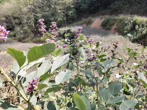 胡枝子花特寫