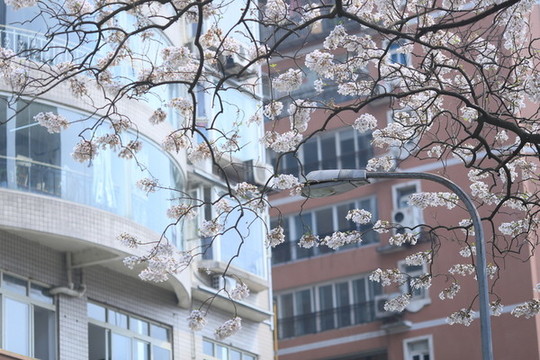 泡桐花