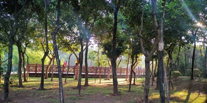 紅樹(shù)林晨跑