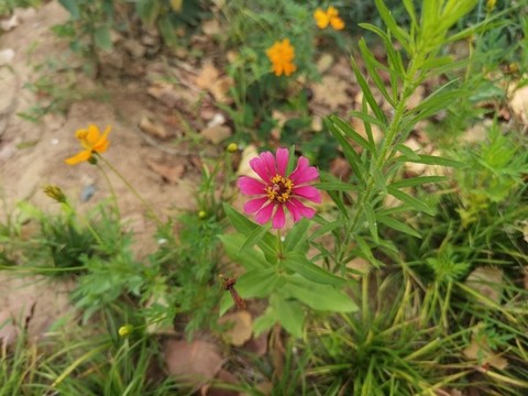 萬壽菊