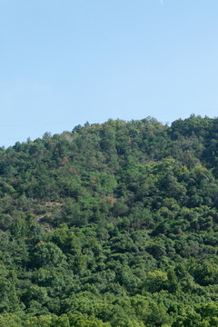 山林綠化