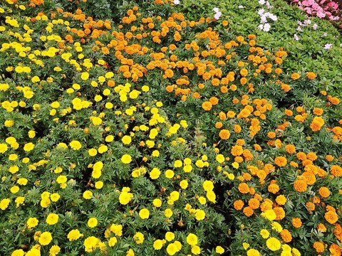 花園