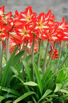 朱頂紅