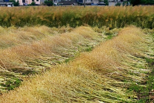 油菜豐收