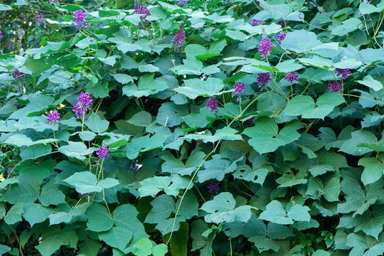 綠植墻