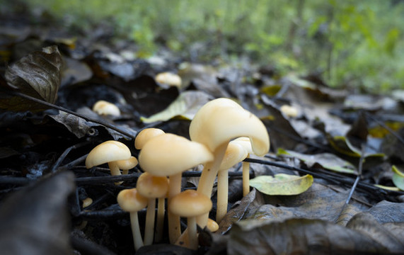 在枯樹(shù)葉中生長(zhǎng)的野蘑菇