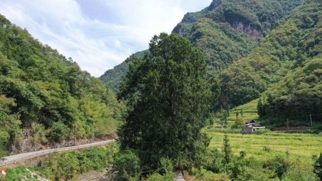 戈邊河古樹