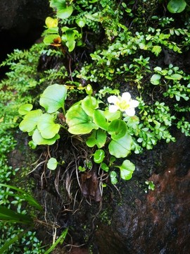 石頭上的小花