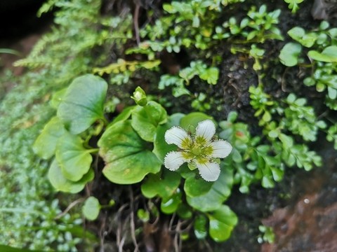 石頭上的小花