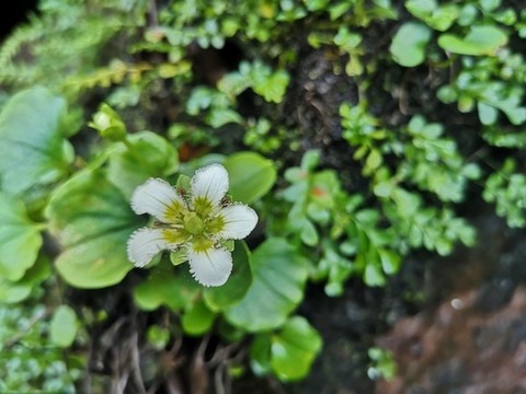 石頭上的小花