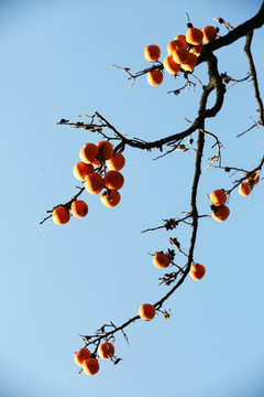 枝頭紅柿子
