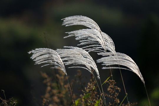 蘆葦花