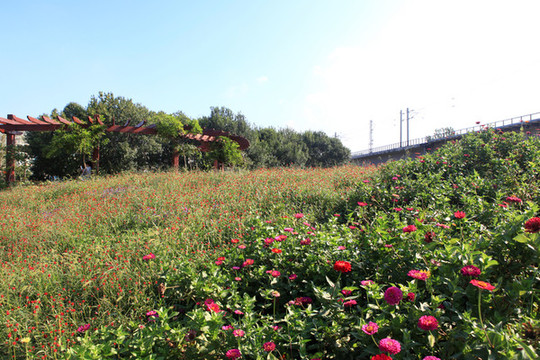 碳匯花海