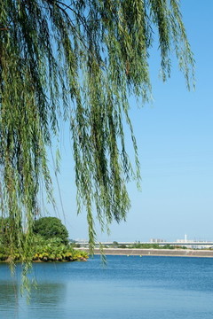 岸邊垂柳