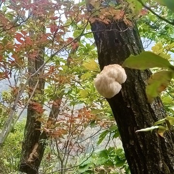 野生猴頭菇