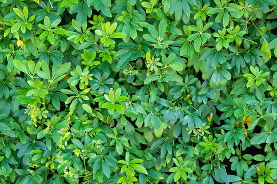 綠植背景墻