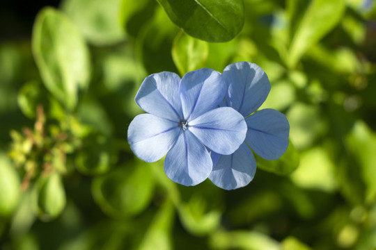 藍(lán)雪花