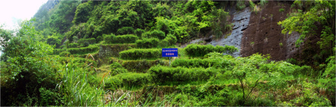 武夷山
