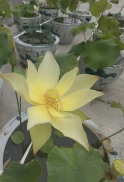 荷花蓮花