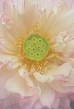 蓮花荷花