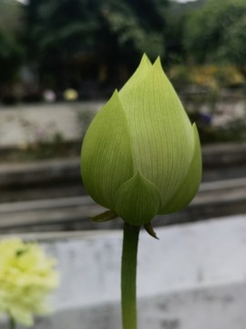 蓮花荷花