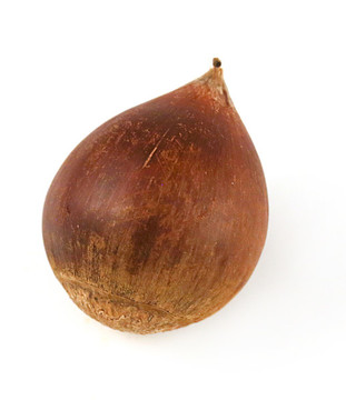 生錐栗