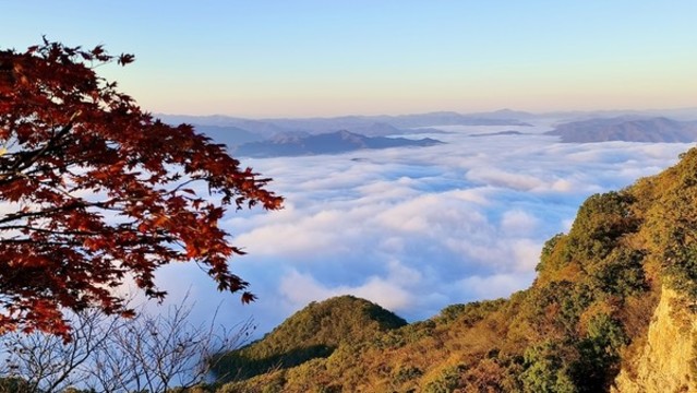 秋山楓紅云海怒