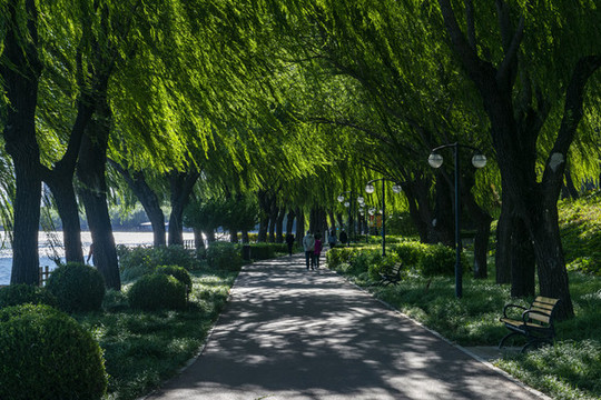 北京潮白河畔林蔭路
