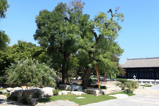 山東臨沂瑯琊園