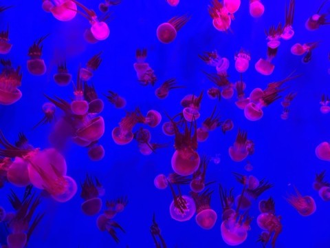 水母
