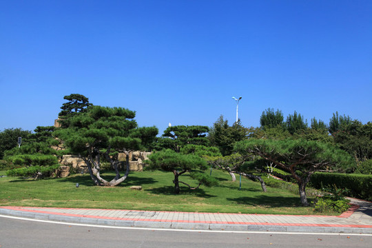 房地產(chǎn)綠化