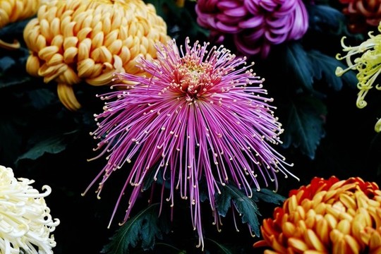 菊花