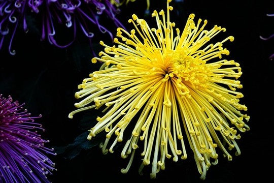菊花