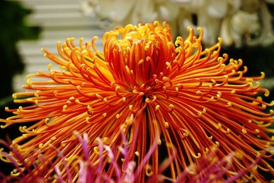 菊花