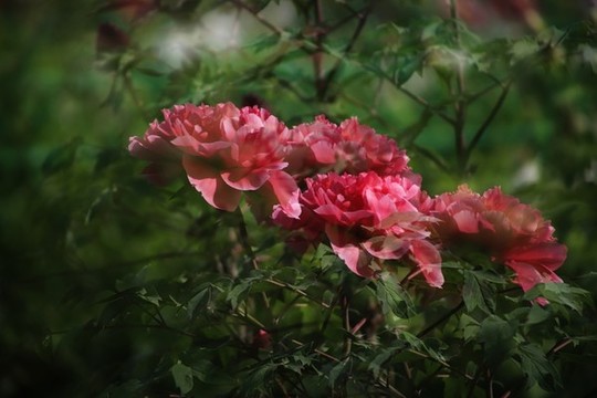 紅牡丹