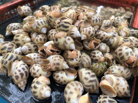 花螺