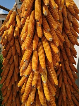 豐收玉米串