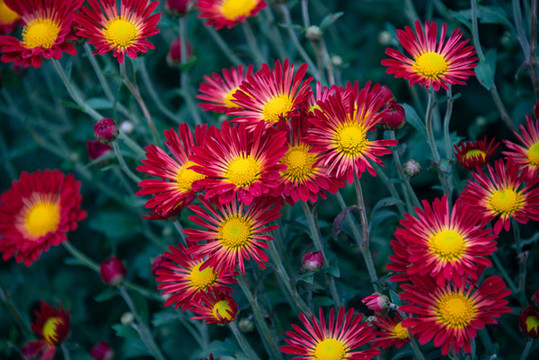 紅色荷蘭菊