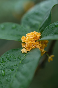 桂花花朵特寫桂花背景
