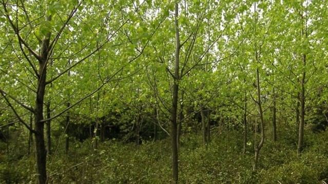 楊樹林