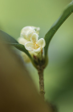 桂花花朵特寫