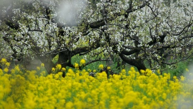 梨花盛開(kāi)菜花黃