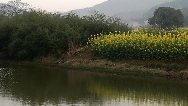 油菜花開(kāi)