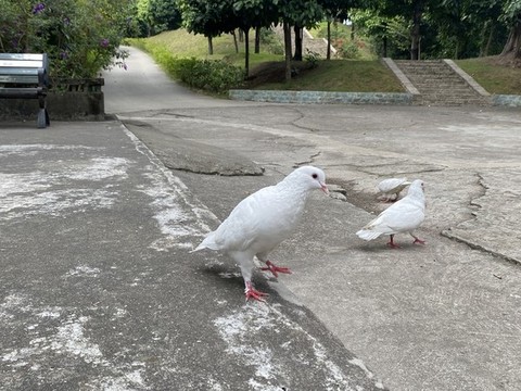 白鴿