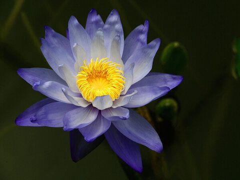 睡蓮花中睡美人