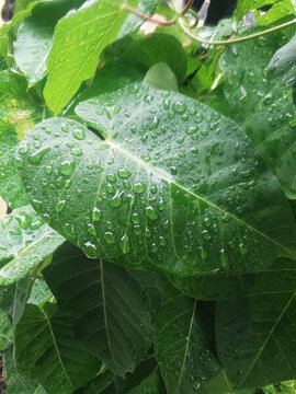 雨后植物