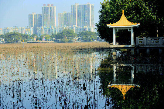 東莞橋頭蓮湖風(fēng)光