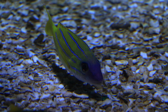 刺尾魚